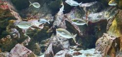 Acquario - Milano (6)